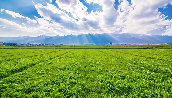 Mise à disposition d’une société de terres agricoles louées : il faut les exploiter !