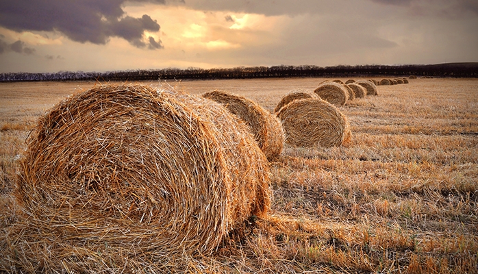 Le « Madelin agricole » : le complément de retraite des agriculteurs à ne pas écarter